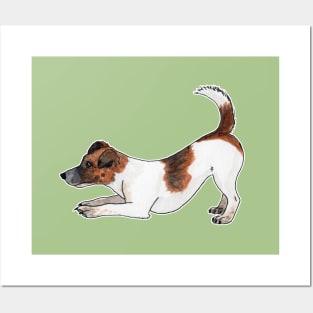 Jack Russell terrier Posters and Art